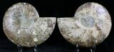 Cut And Polished Ammonite Pair - Agatized #27711-1